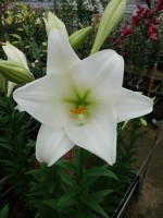 [5139 Global Harmony Mak No02.JPG]